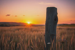 Complete Guide to Viking Sandals: Styles, Materials, and Care